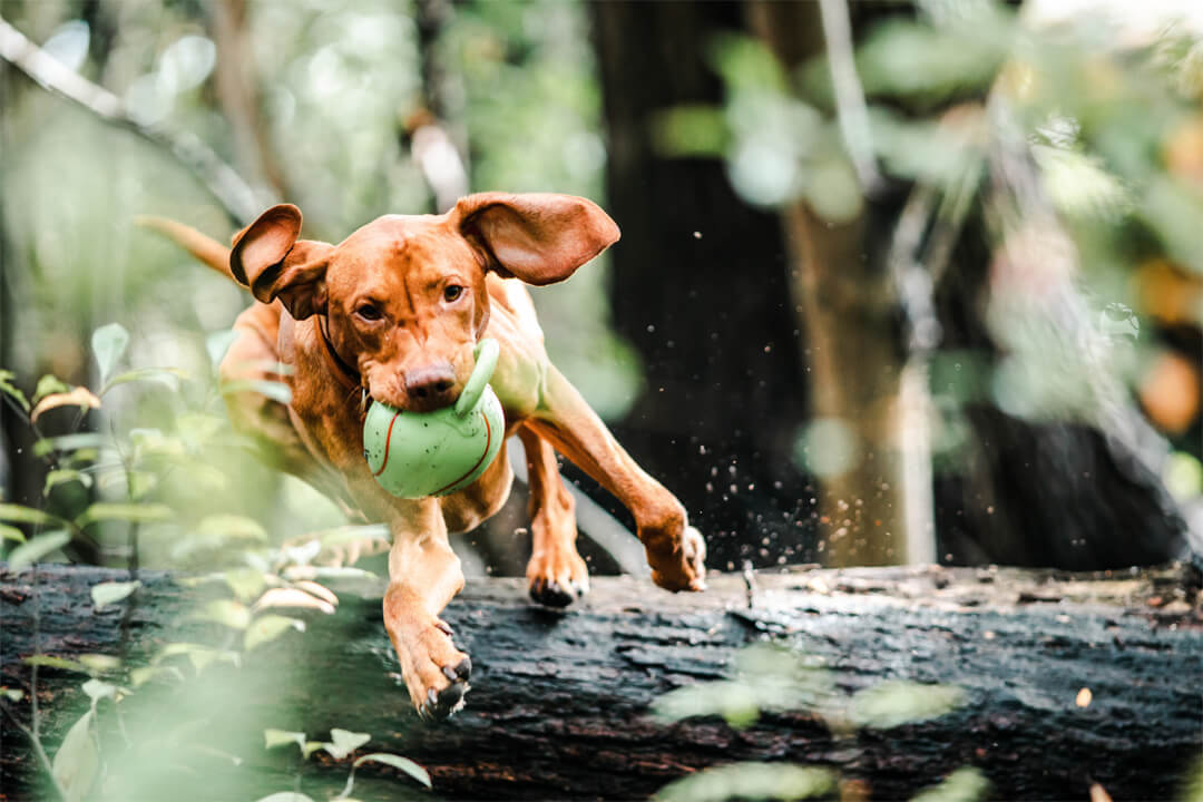 Hundsemester på upplevelsegården Gut Hügle