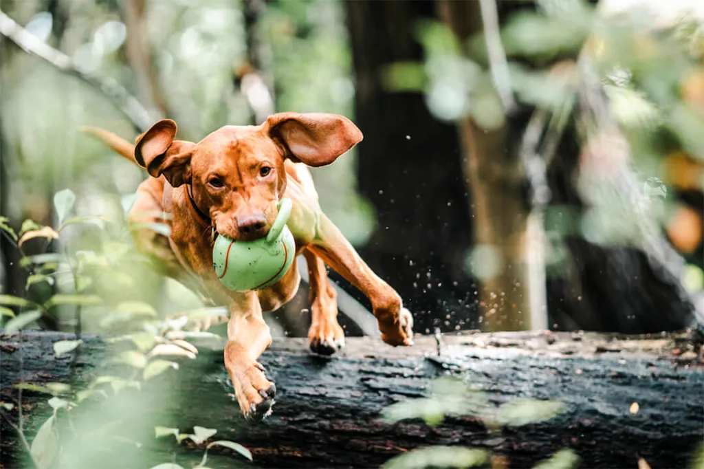 Hundsemester på upplevelsegården Gut Hügle